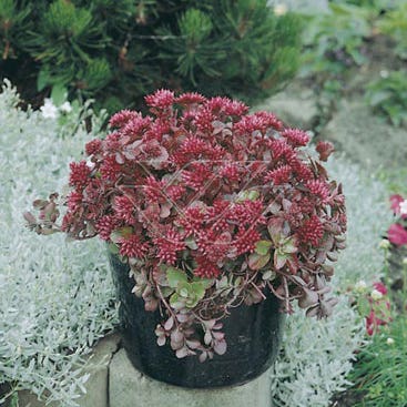Vetkruid (Sedum spurium 'Splendens')
