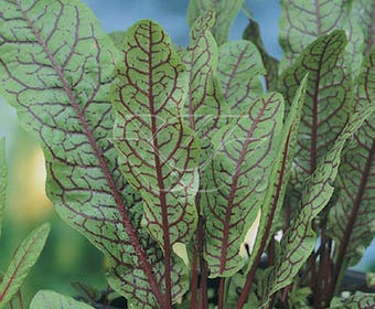 Zuring (Rumex sanguineus)