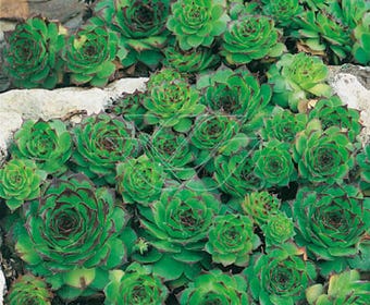 Huislook (Sempervivum 'Birchmeier')