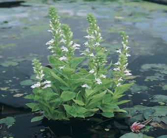 Waterlobelia (Lobelia siphilitica 'Alba')