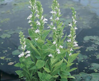 Waterlobelia (Lobelia siphilitica 'Alba')