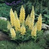 Lupine (Lupinus 'Gallery Yellow')