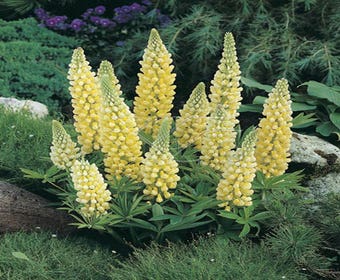 Lupine (Lupinus 'Gallery Yellow')