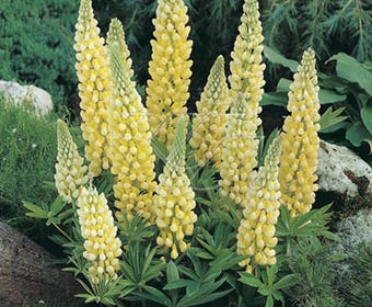 Lupine (Lupinus 'Gallery Yellow')