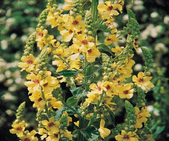 Toorts (Verbascum densiflorum)