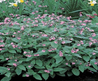 Longkruid (Pulmonaria saccharata 'Dora Bielefeld')