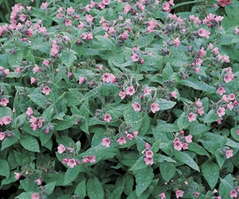 Longkruid (Pulmonaria saccharata 'Dora Bielefeld')