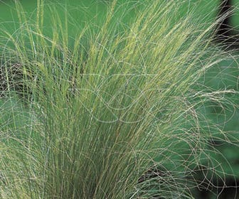 Vedergras (Stipa tenuifolia)