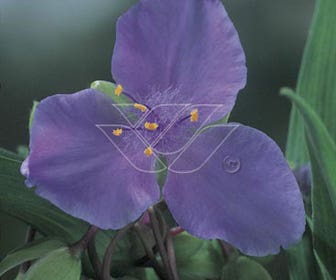 Eendagsbloem (Tradescantia 'J.C. Weguelin')