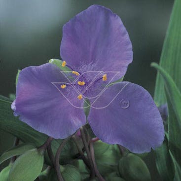 Eendagsbloem (Tradescantia 'J.C. Weguelin')