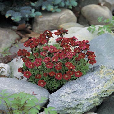 Mossteenbreek (Saxifraga 'Arendsii-hybrid Luschtinez (Harder Zwerg)')