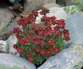 Mossteenbreek (Saxifraga 'Arendsii-hybrid Luschtinez (Harder Zwerg)')