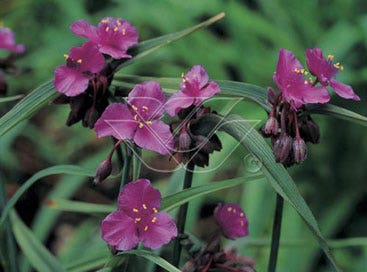 Tradescantia andersoniana 'Concord Grape'