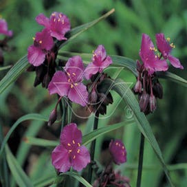 Eendagsbloem (Tradescantia 'Concord Grape') Bio