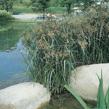 Cyperus longus