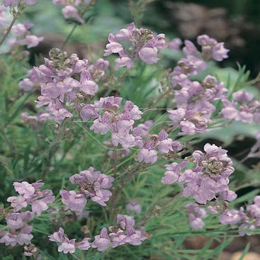 Vlasleeuwebek (Linaria 'Antique Silver')