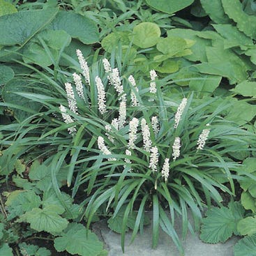 Liriope muscari 'Monroe White' (Leliegras) met witte bloemen
