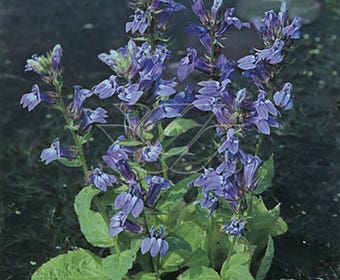 Waterlobelia (Lobelia siphilitica)