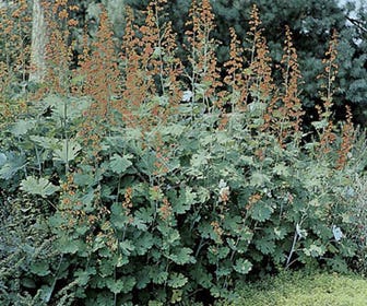 Pluimpapaver (Macleaya cordata)