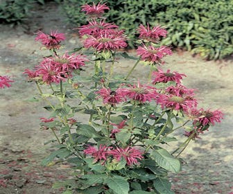 Bergamotplant/Hanekam (Monarda 'Adam')