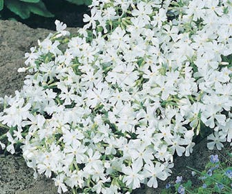 Kruipphlox (Phlox subulata 'Calvides White')