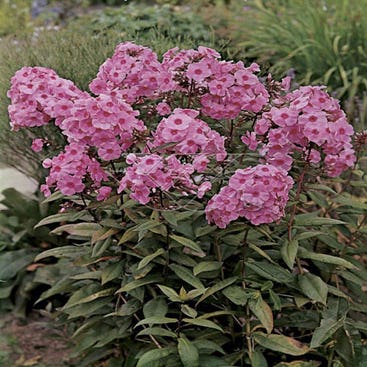 Vlambloem (Phlox 'Cinderella' )