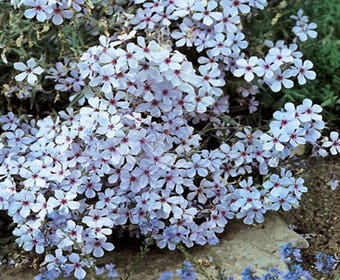 Vlambloem (Phlox divaricata 'Chattahoochee')