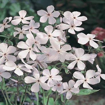 Vlambloem (Phlox divaricata)