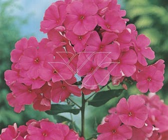Vlambloem (Phlox 'Elisabeth Arden')