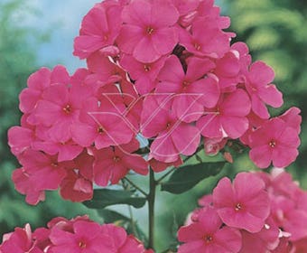 Vlambloem (Phlox 'Elisabeth Arden')