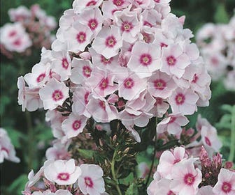 Vlambloem (Phlox paniculata 'Europa')