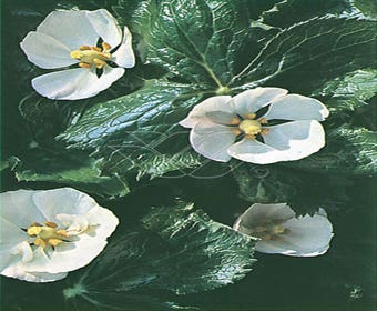 Voetblad (Podophyllum peltatum)