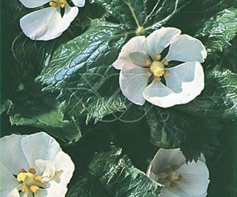 Voetblad (Podophyllum peltatum)
