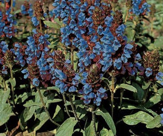 Gewone brunel (Prunella vulgaris)