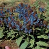 Gewone brunel (Prunella vulgaris) BIO