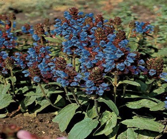 Gewone brunel (Prunella vulgaris) BIO