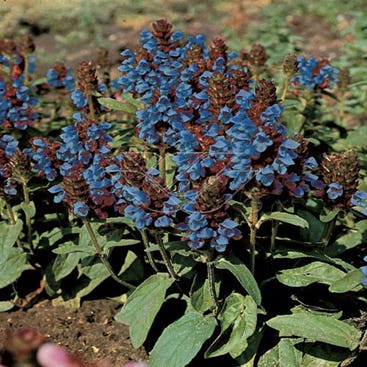 Gewone brunel (Prunella vulgaris) BIO