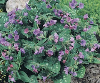 Longkruid (Pulmonaria 'Smokey Blue')