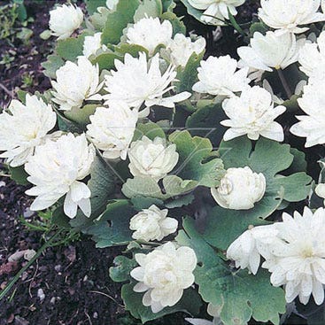 Bloedwortel (Sanguinaria canadensis)