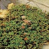 Vetkruid (Sedum lydium)
