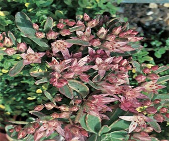 Vetkruid (Sedum spurium 'Variegatum')