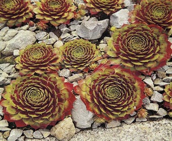 Huislook (Sempervivum 'Commander Hay')