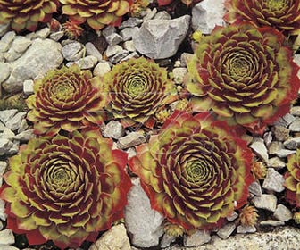Huislook (Sempervivum 'Commander Hay')