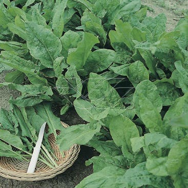 Zuring (Rumex acetosa) Bio