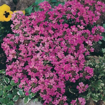 Rijstebrei/Randjesbloem (Arabis caucasica 'Hedi')