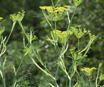Venkel (Foeniculum vulgare)