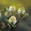Flessenborstelstruik (Fothergilla major)