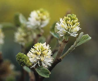 Flessenborstelstruik (Fothergilla major)