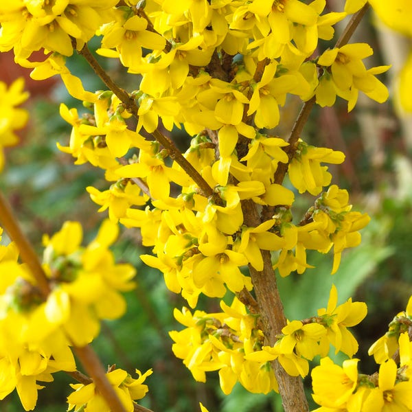 Qizlardagi eng ajoyib orgazmlarni tomosha qiling Qora tanlilar yuqori sifatga ega