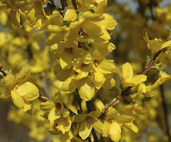 Chinees klokje (Forsythia intermedia 'Lynwood')